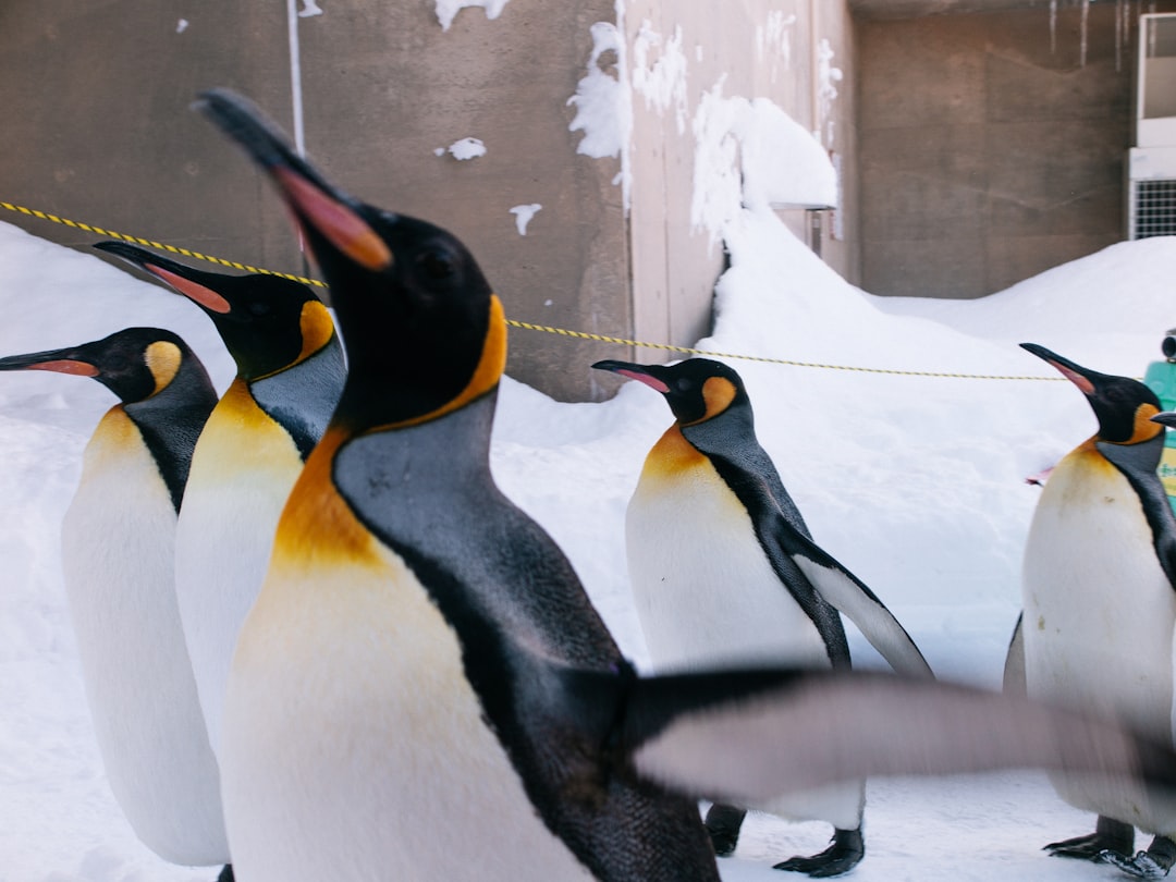 a group of penguins that are standing in the snow