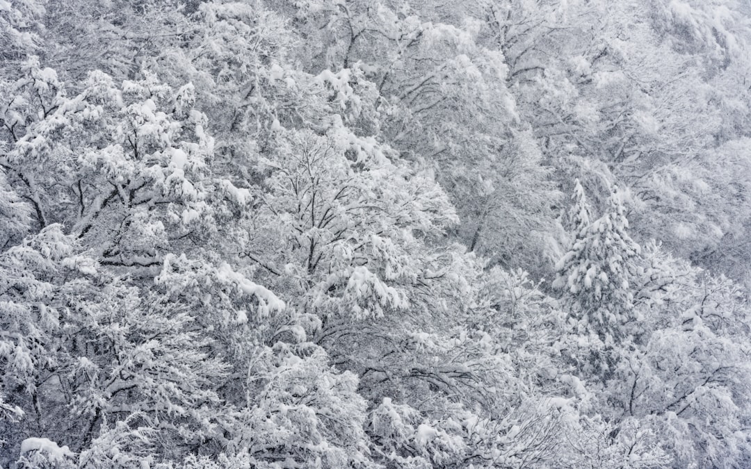 A large group of trees covered in snow