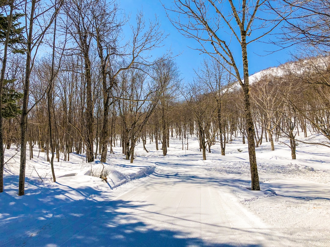 a path through a snow covered forest with lots of trees