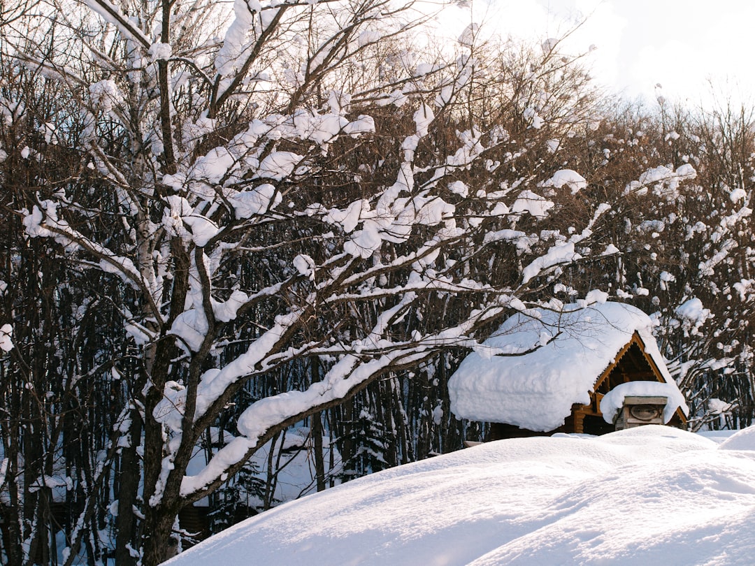 a cabin in the middle of a snowy forest