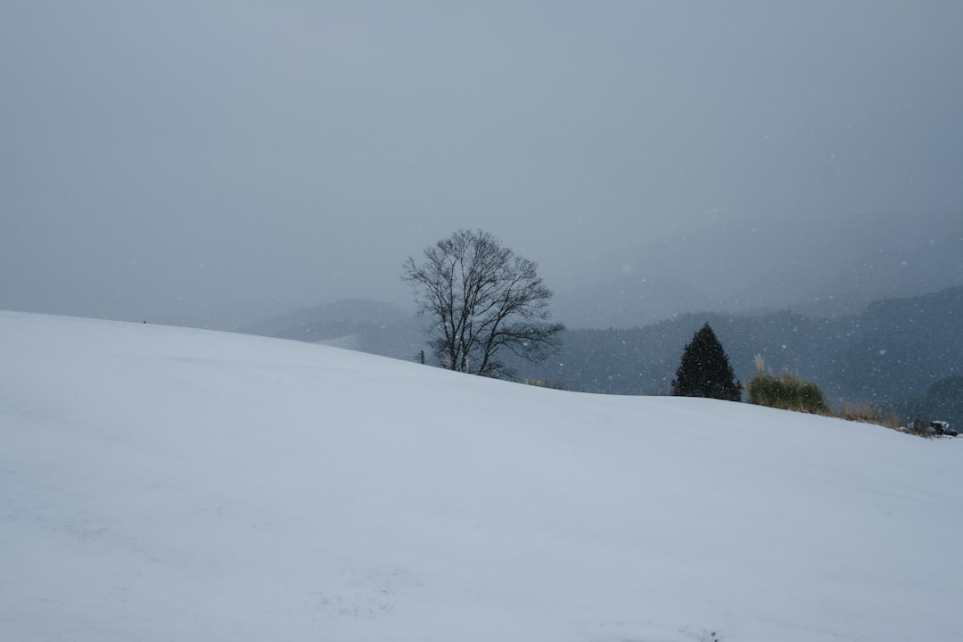 a snow covered hill with a lone tree in the distance