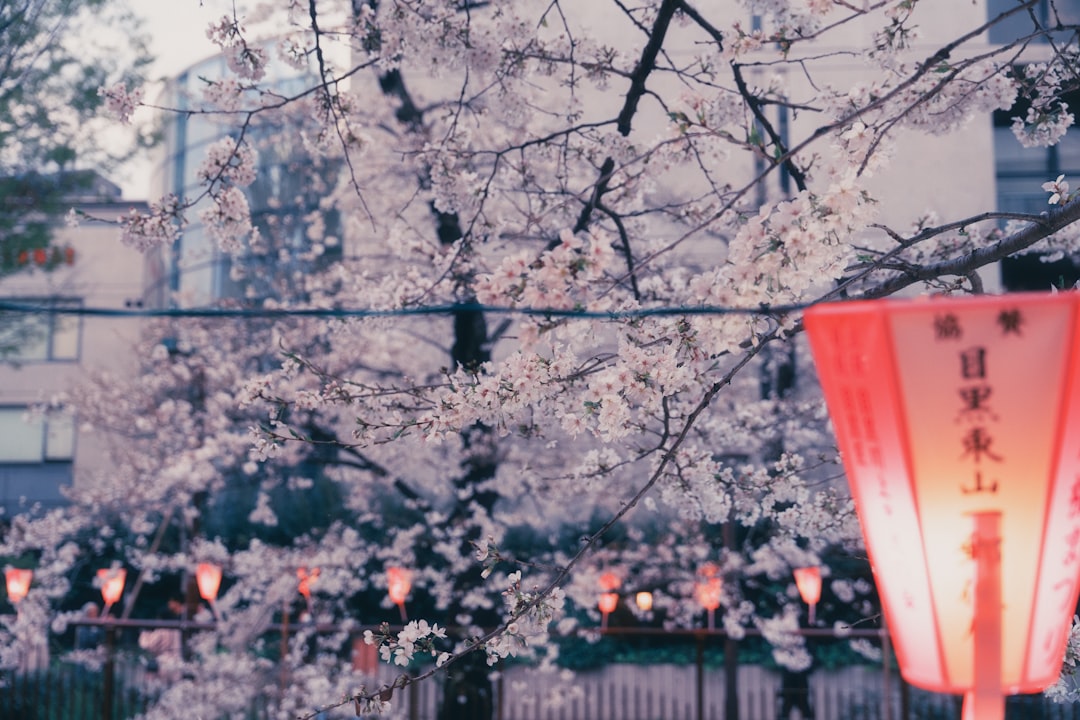Cherry blossoms bloom with lanterns in the foreground.