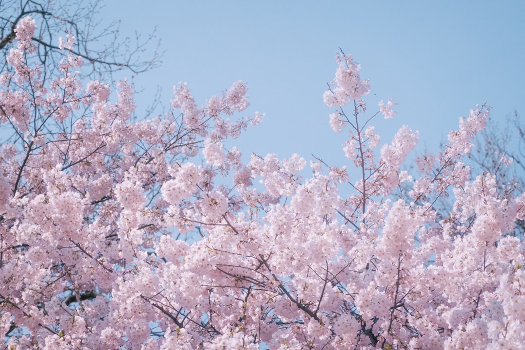 A tree with lots of pink flowers on it
