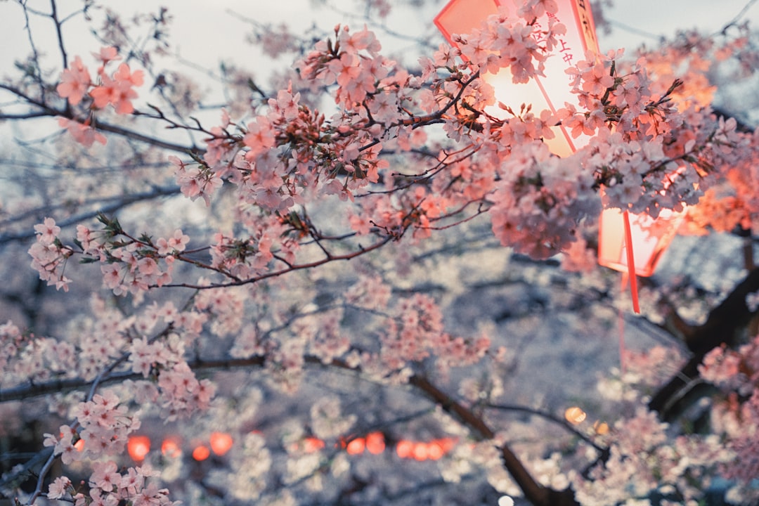 Cherry blossoms bloom with hanging lanterns.