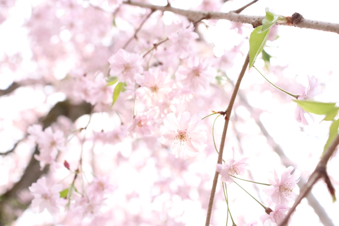 a close up of a tree with pink flowers