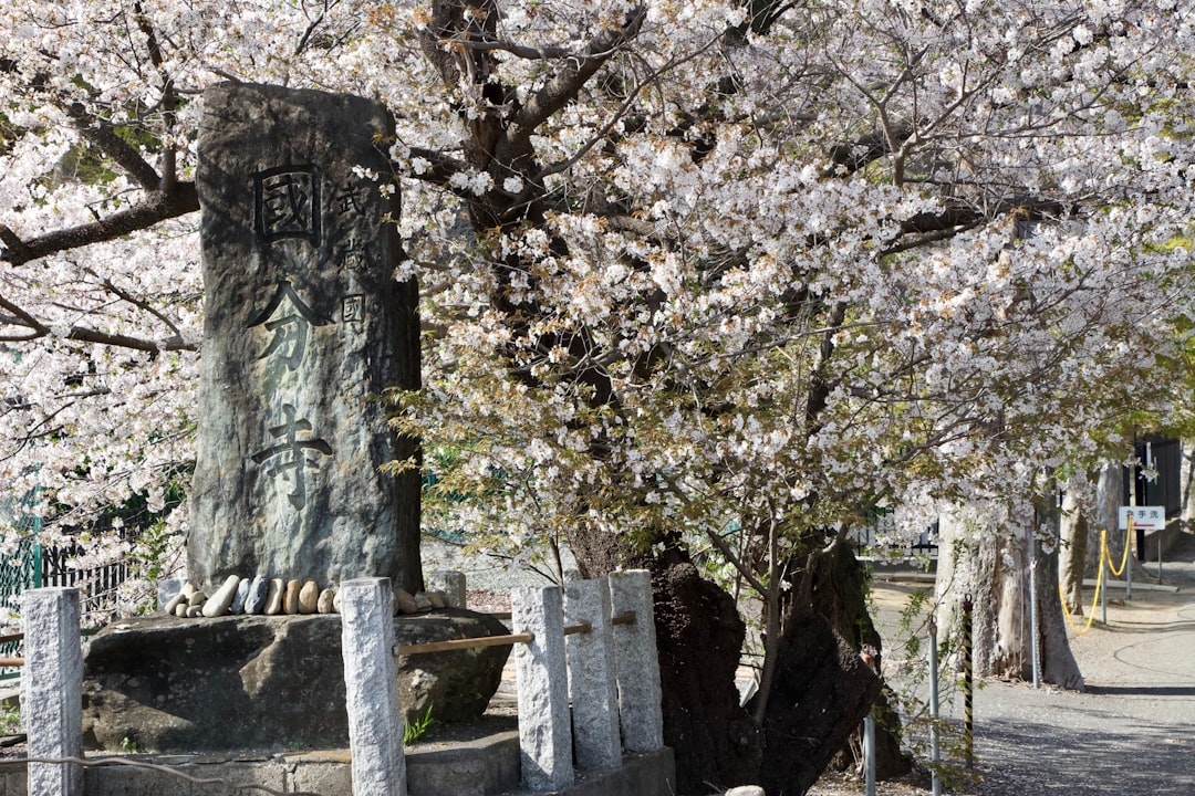 Cherry blossoms bloom next to a stone monument.