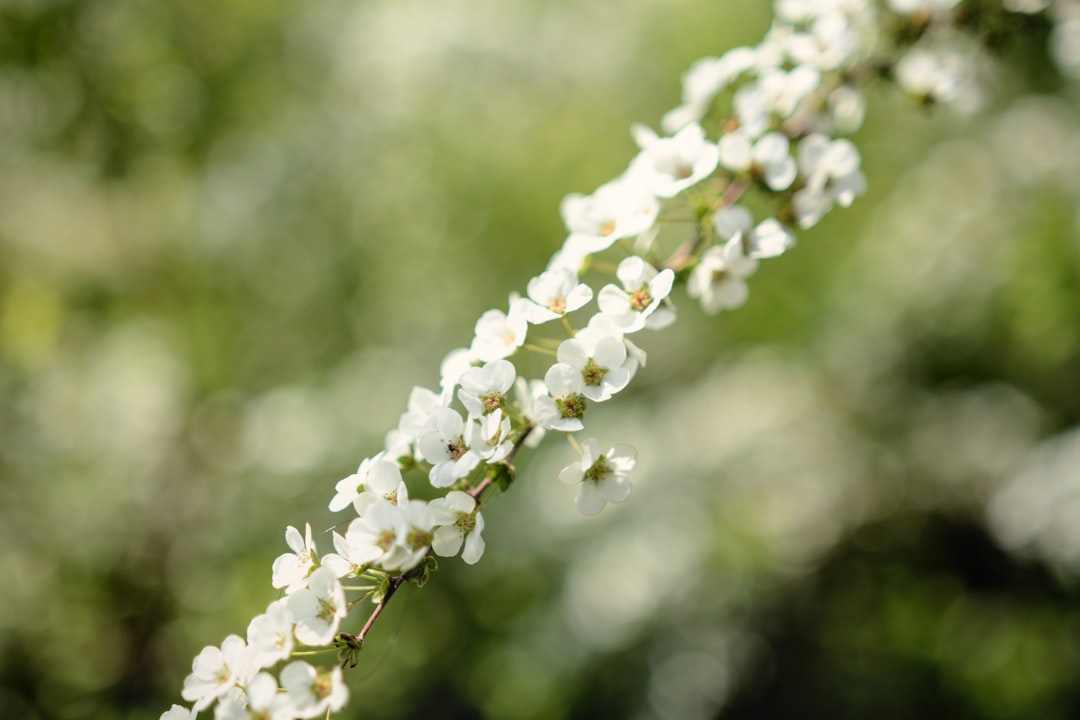 A close up of a white flower on a tree