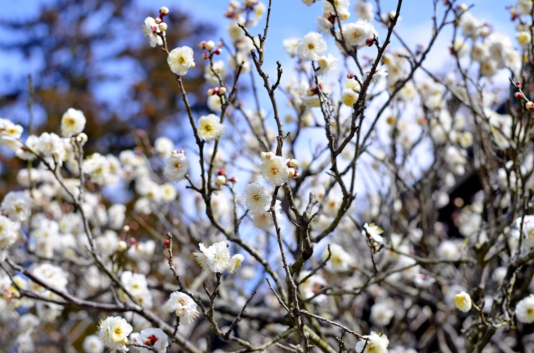 white flower tree