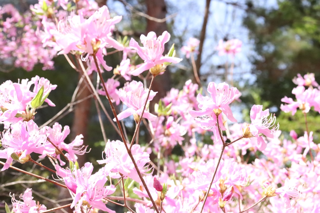 a bunch of pink flowers in a field
