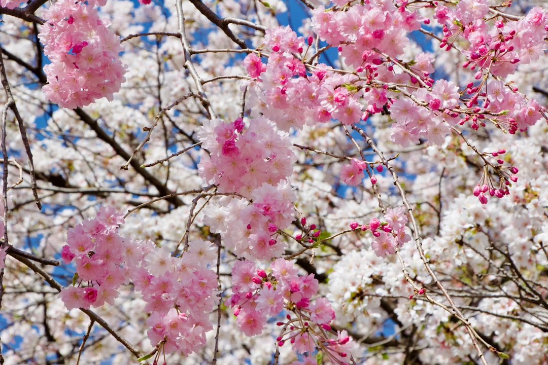 Cherry blossoms bloom in pink and white.
