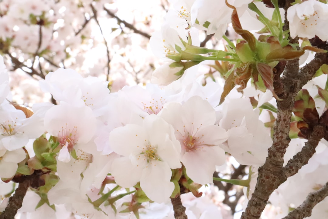 a close up of a tree with white flowers