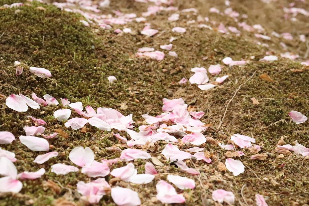 a bunch of flowers that are on the ground