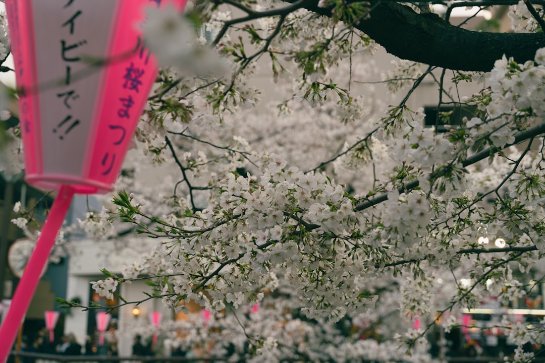 Cherry blossoms bloom near a pink lantern.