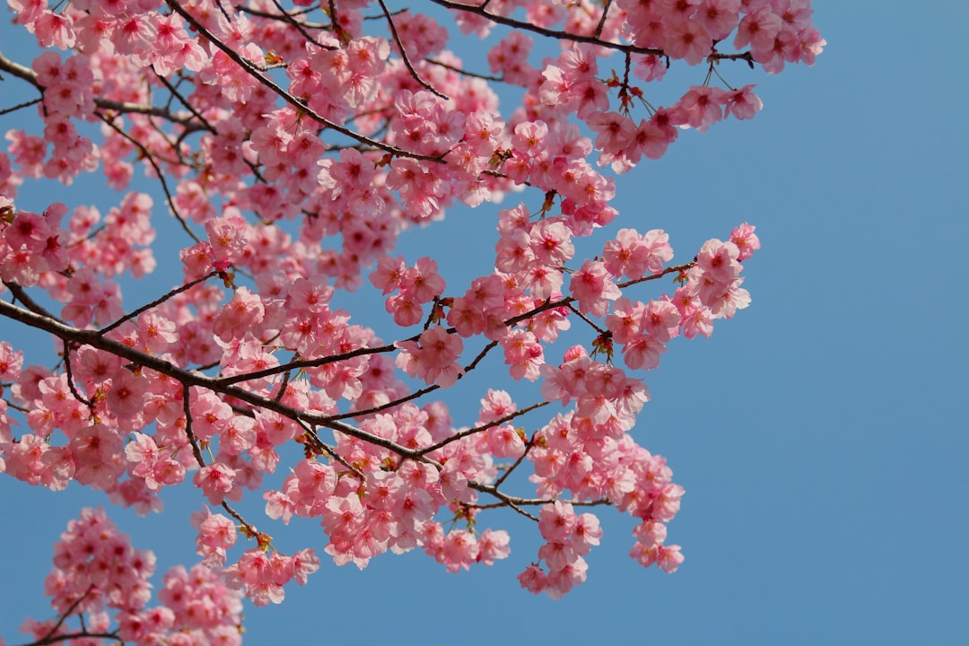 pink cherry blossom tree under blue sky during daytime