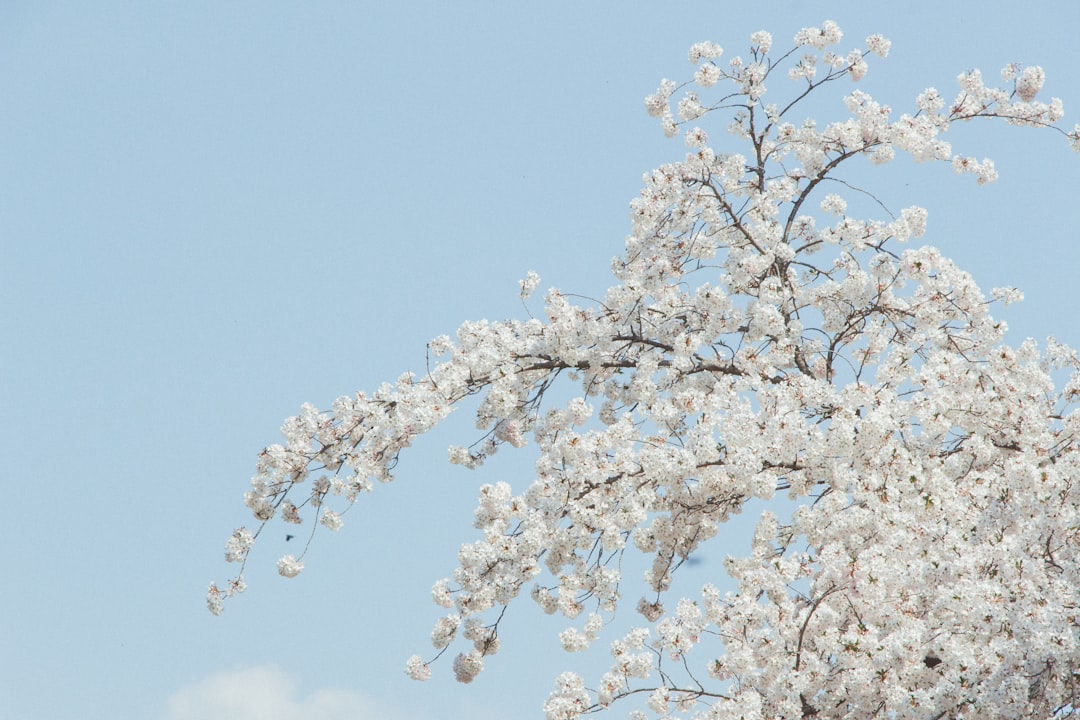 a tree with white flowers in the foreground and a blue sky in the background