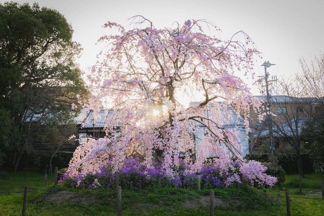 a tree with pink flowers in a park