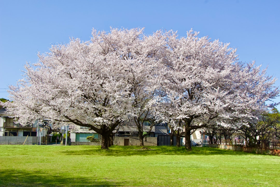 Cherry blossom trees bloom beautifully in a park.