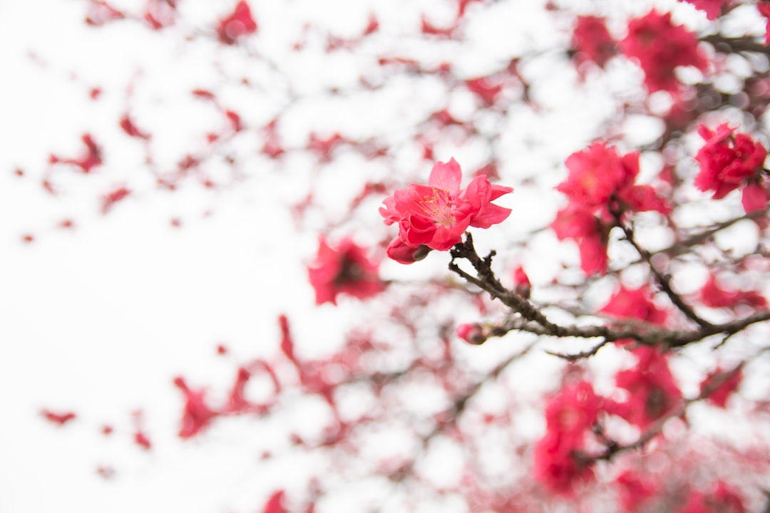 A close up of a tree with red flowers