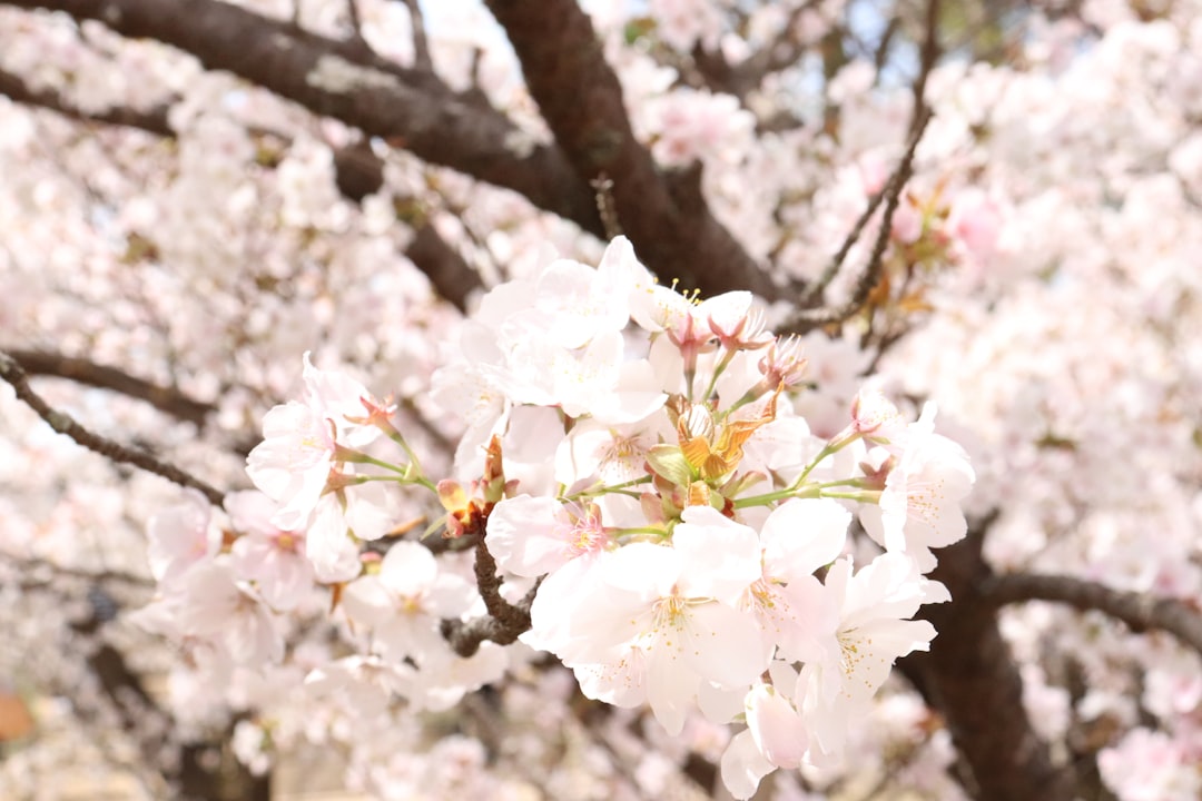 a bunch of flowers that are on a tree