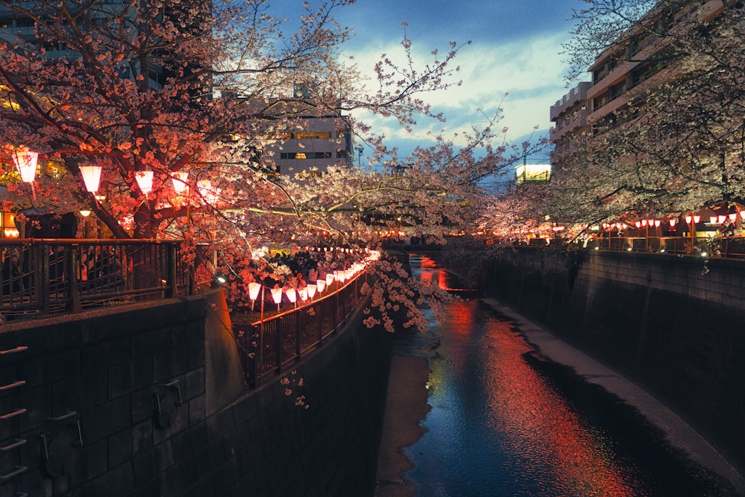 Cherry blossoms and lanterns light up a river.