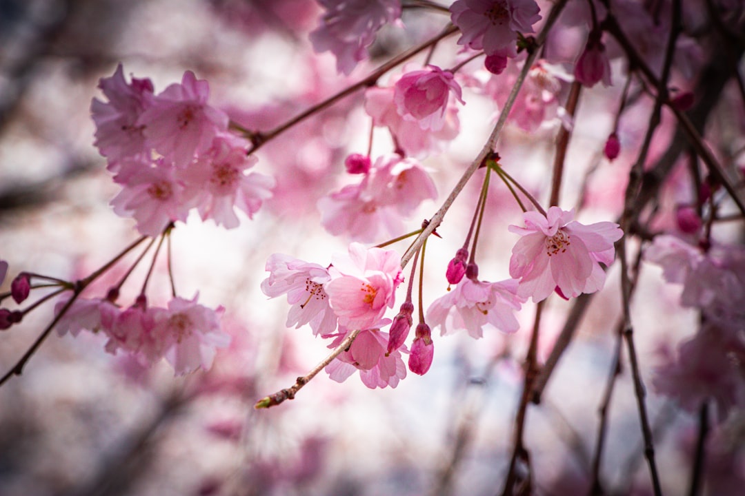 a close up of pink flowers on a tree