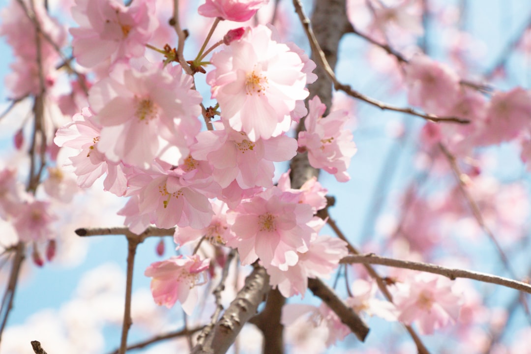 a close up of a tree with pink flowers