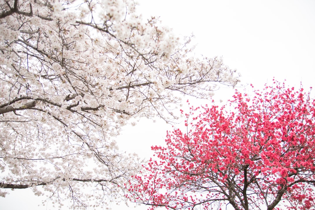 A couple of trees with red and white leaves