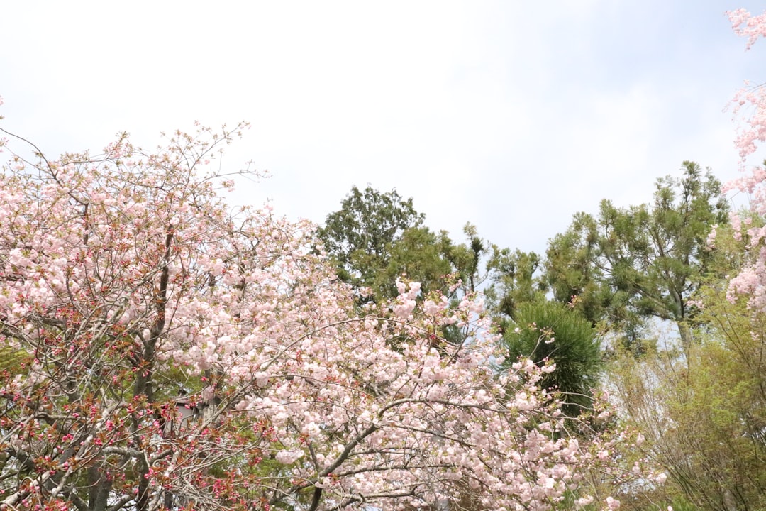 a tree filled with lots of pink flowers