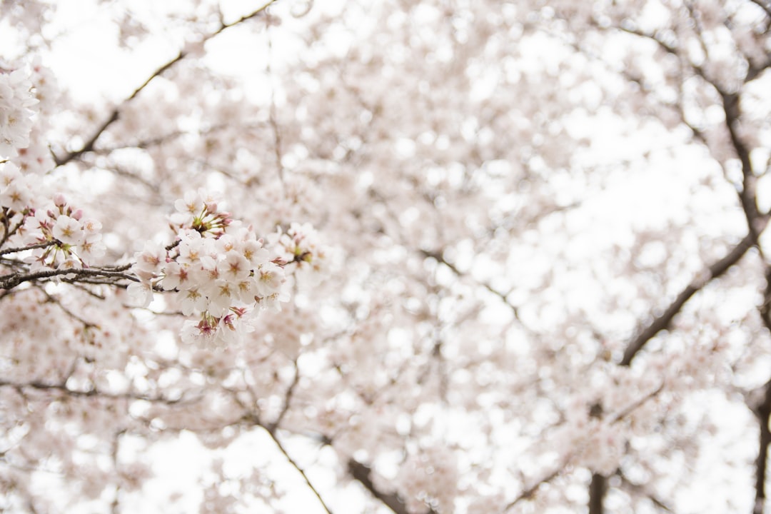 A blurry photo of a tree with white flowers