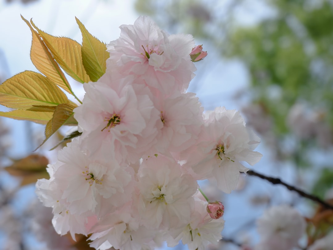 a bunch of flowers that are on a tree