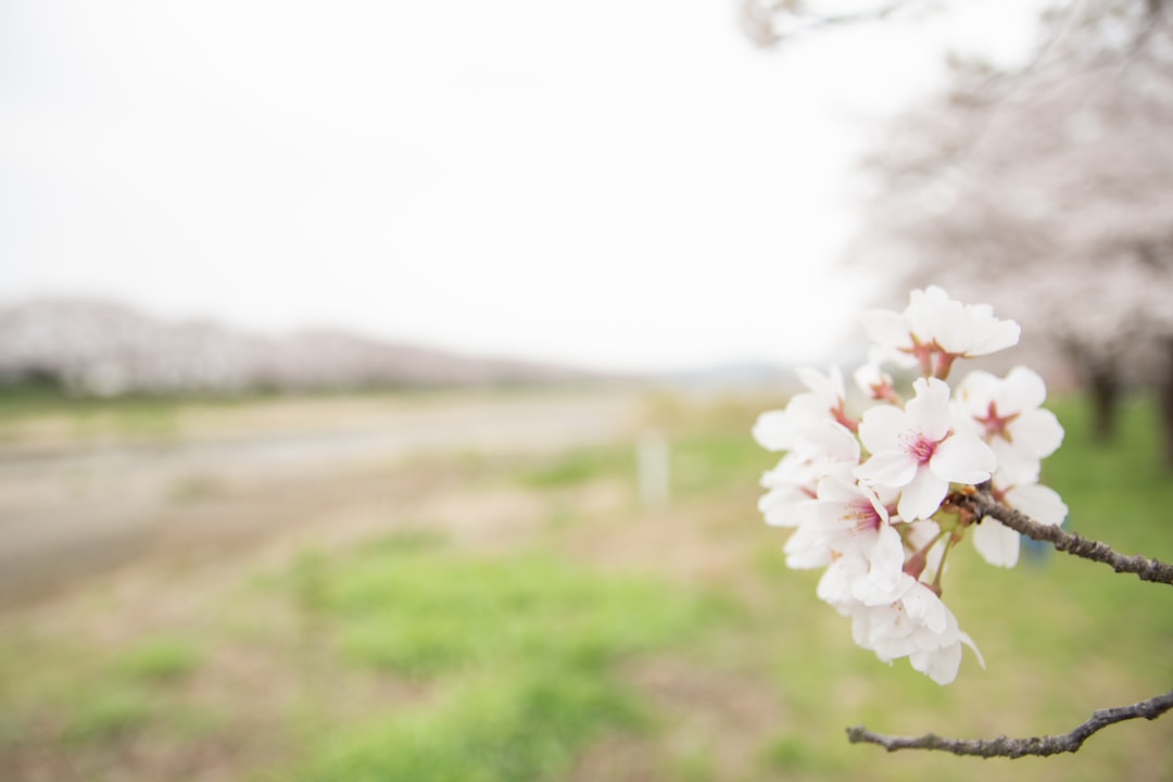 A blurry photo of a flower on a tree branch