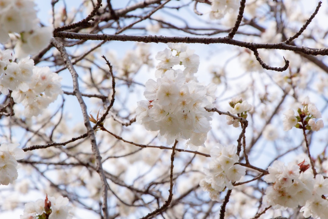 a branch of a tree with white flowers