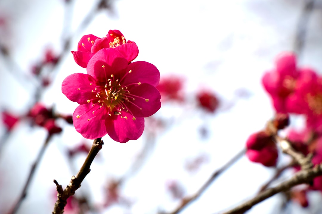 a close up of a pink flower on a tree