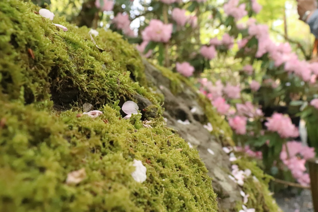 a moss covered wall with pink flowers in the background
