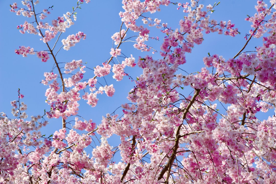 Cherry blossoms bloom against a bright blue sky.