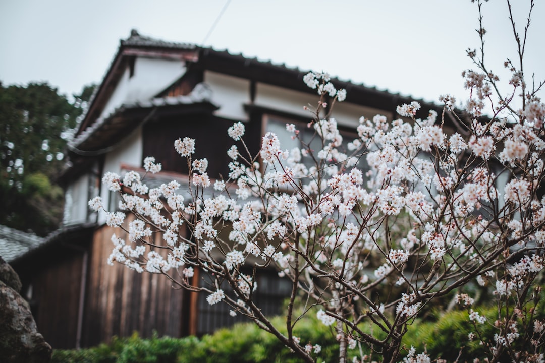 white cherry blossom in bloom during daytime