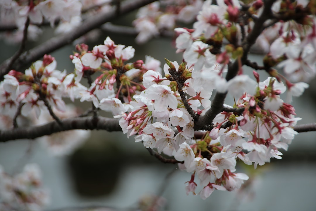 Cherry blossoms bloom beautifully on a tree branch.