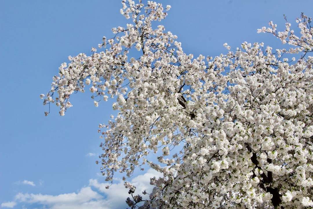 Cherry blossoms bloom under a bright blue sky.
