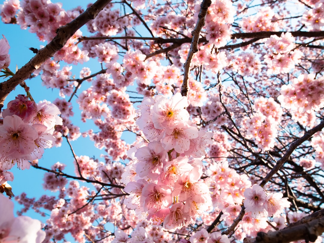 a bunch of pink flowers on a tree