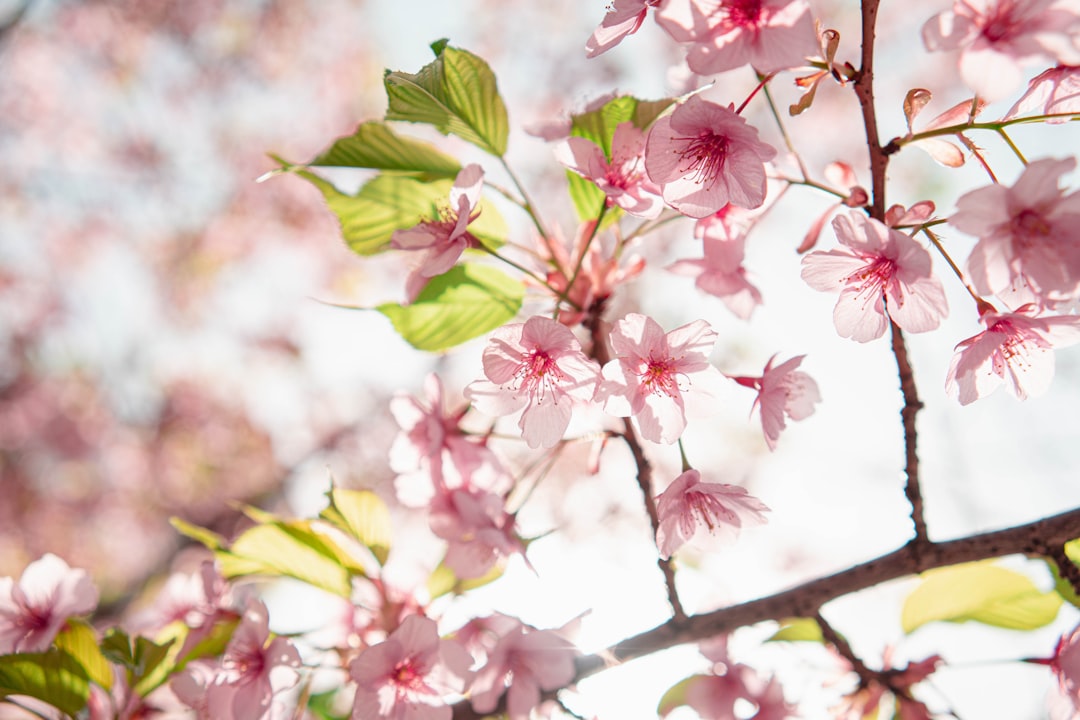 a close up of a tree with pink flowers