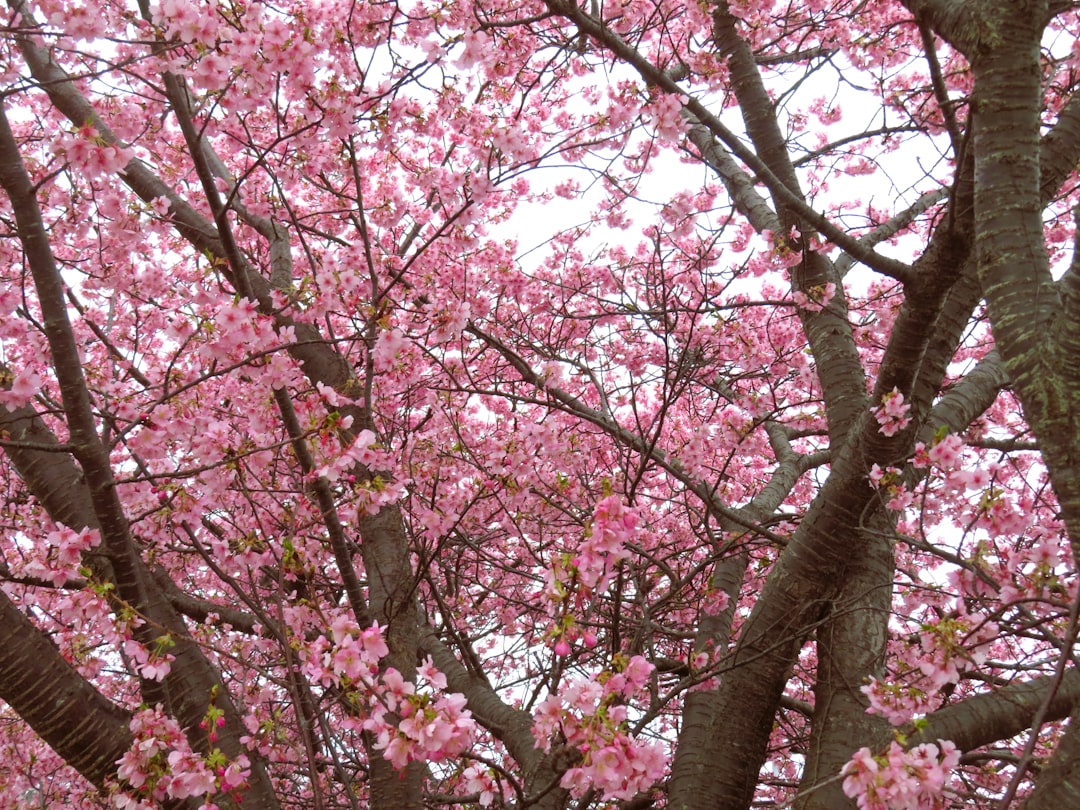 a pink tree with lots of pink flowers