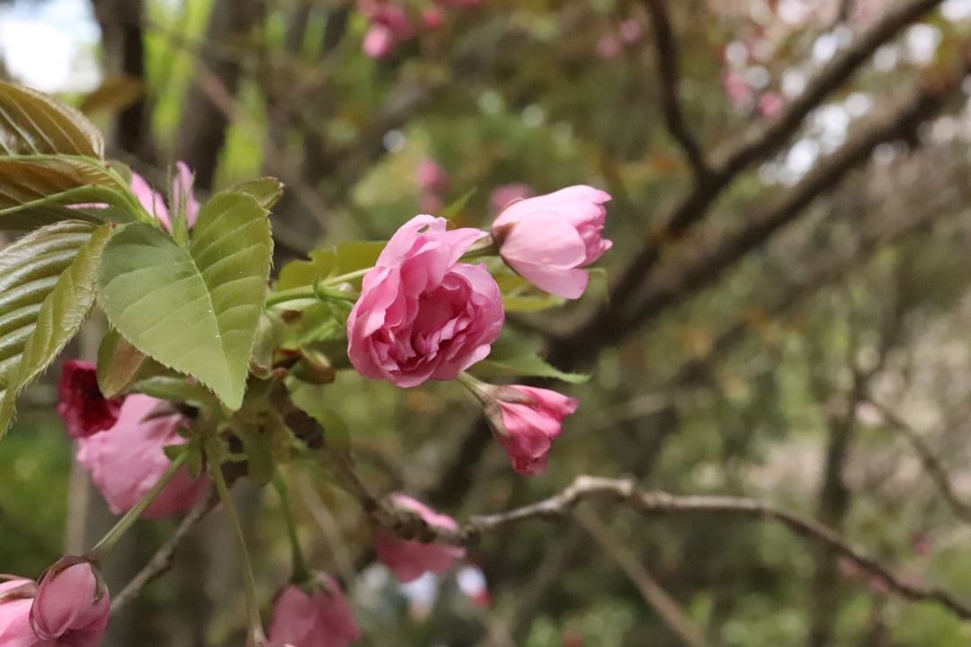 a branch with pink flowers and green leaves