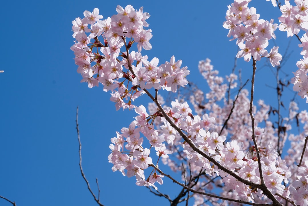 a branch of a tree with pink flowers