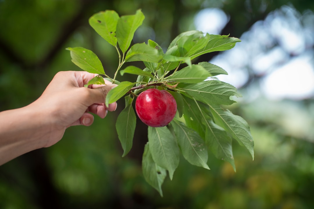 person holding red apple fruit