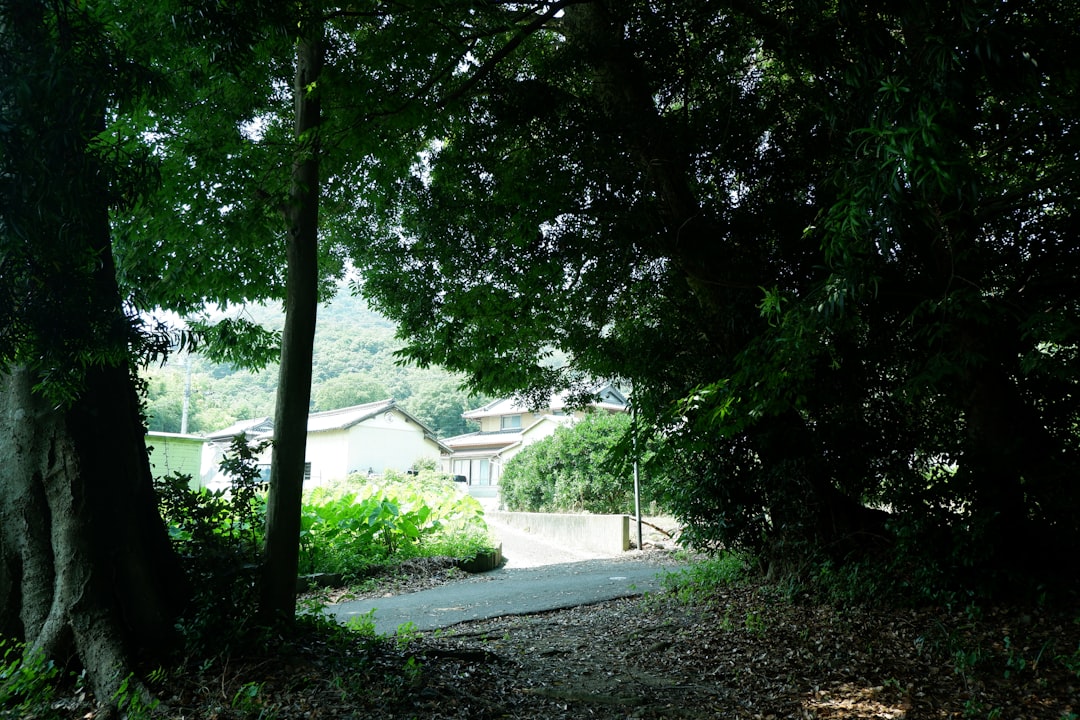 A path in the woods leading to a house