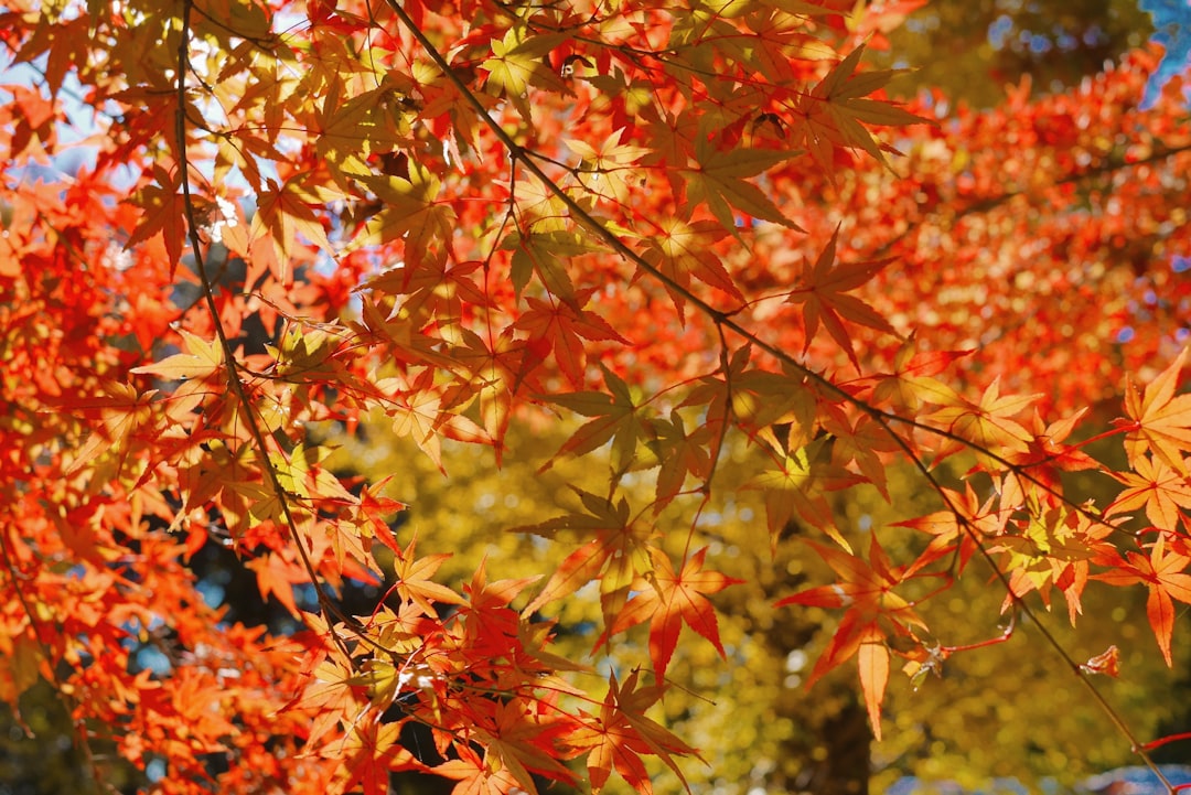 A close up of a tree with orange leaves