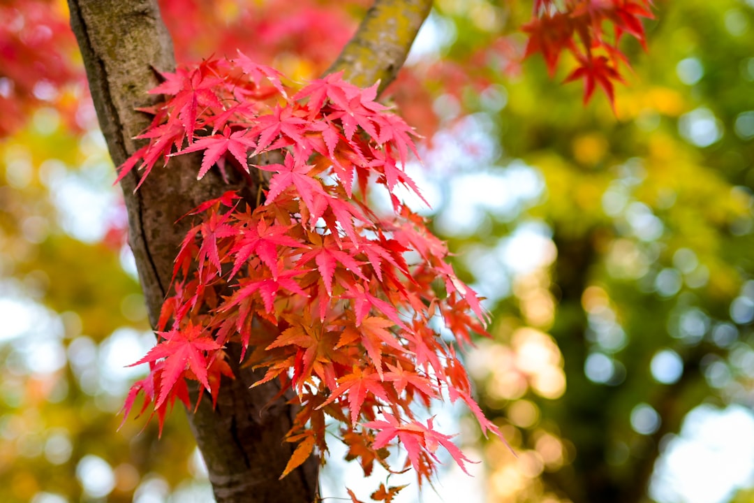 a tree with a bunch of red leaves on it