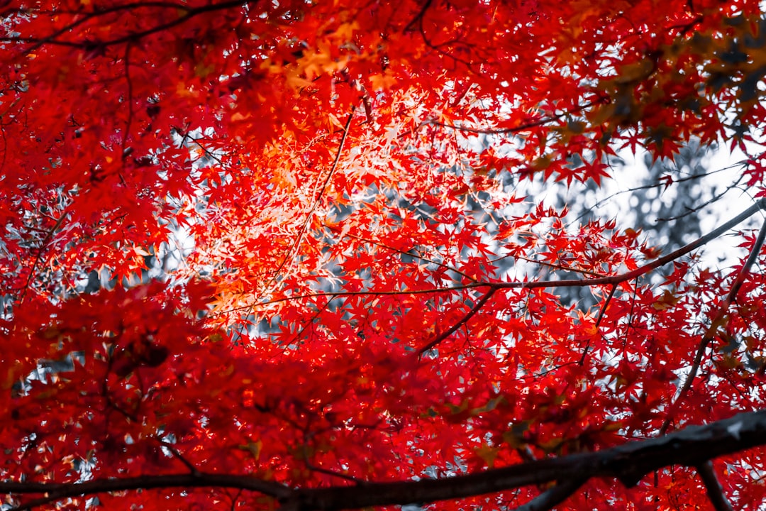 A red tree with lots of leaves on it
