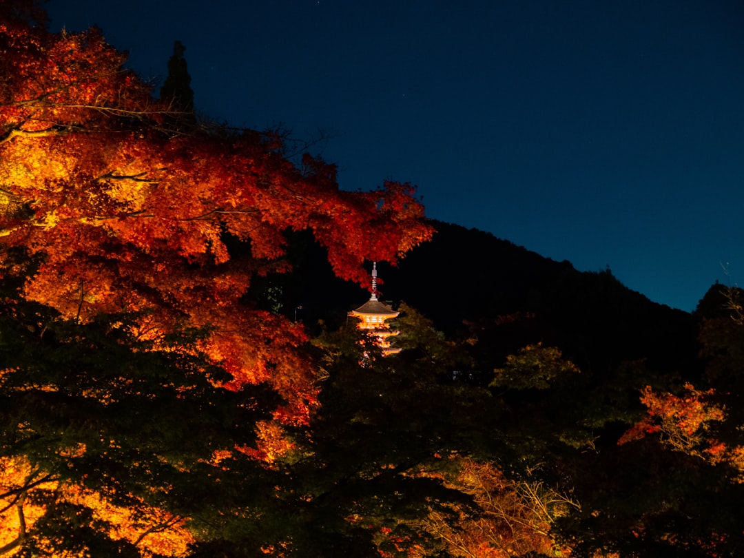 a hill with trees on it
