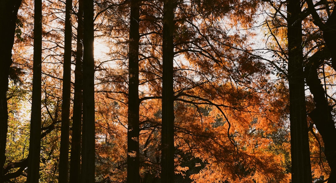 a forest with orange and yellow leaves